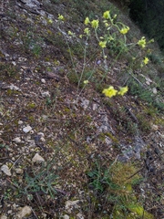 Biscutella laevigata