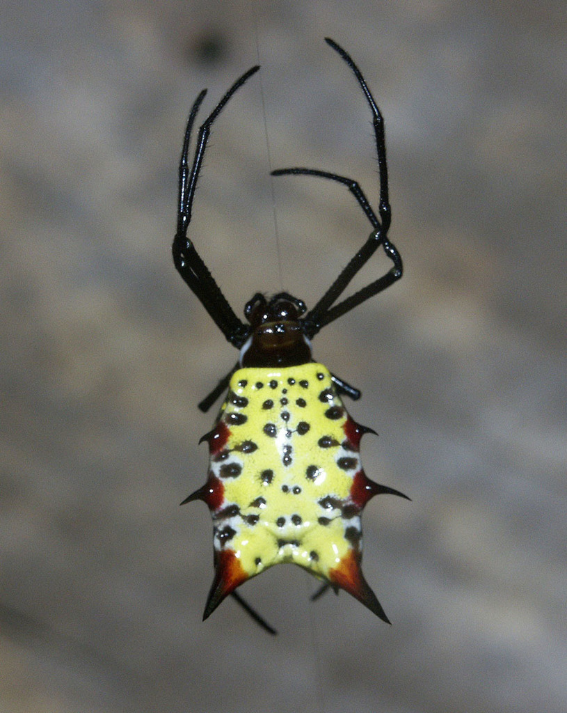 Micrathena zilchi