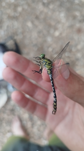 Small Pincertail
