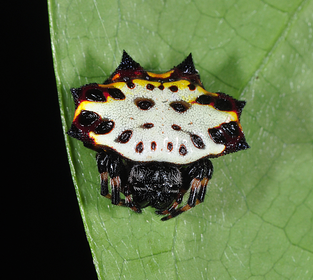 Gasteracantha rubrospinis