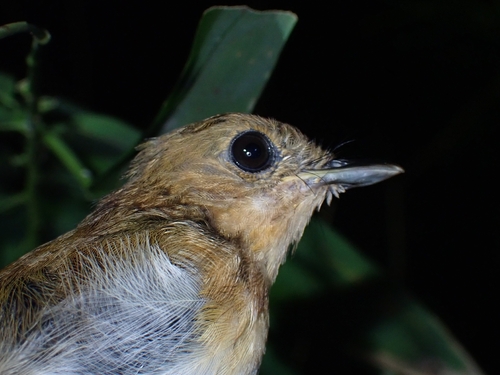 Palawan Flycatcher (Ficedula platenae), photo 3