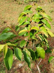 Colubrina arborescens