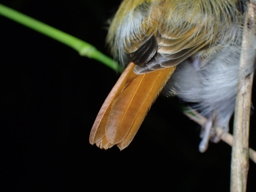 Palawan Flycatcher (Ficedula platenae), photo 4