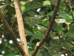 Pogoniulus subsulphureus