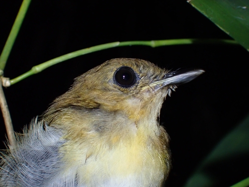 Palawan Flycatcher (Ficedula platenae), photo 7