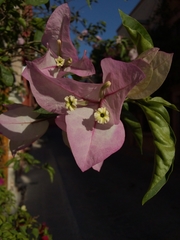 Bougainvillea