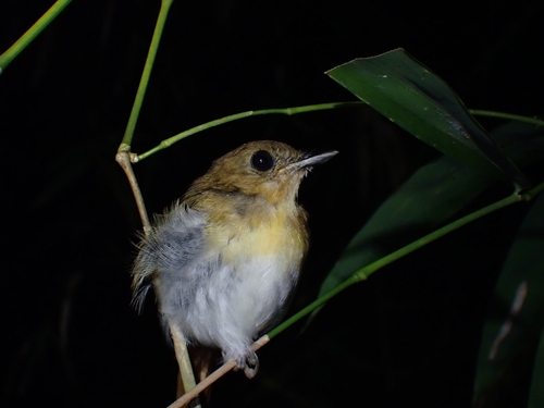 Palawan Flycatcher (Ficedula platenae), photo 8