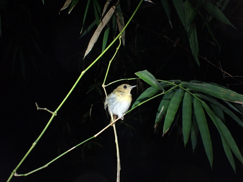 Palawan Flycatcher (Ficedula platenae), photo 9