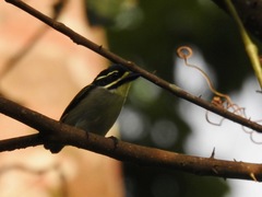Pogoniulus subsulphureus