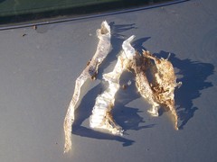 Pituophis catenifer catenifer