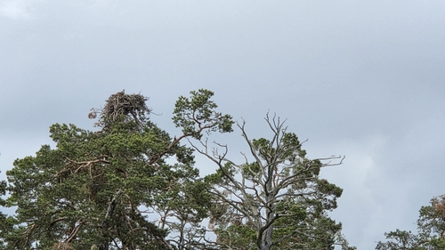 Osprey