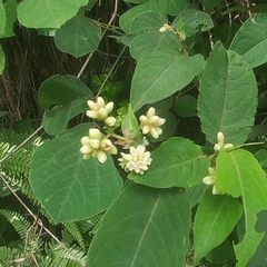 (c) Ramnarayan K, some rights reserved (CC BY) Persicaria chinensis, photograph (c) Ramnarayan K, some rights reserved (CC BY)