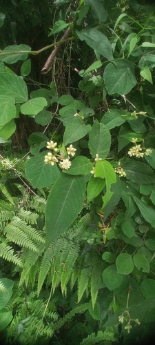 Persicaria chinensis, photograph 4