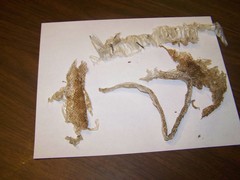 Pituophis catenifer catenifer