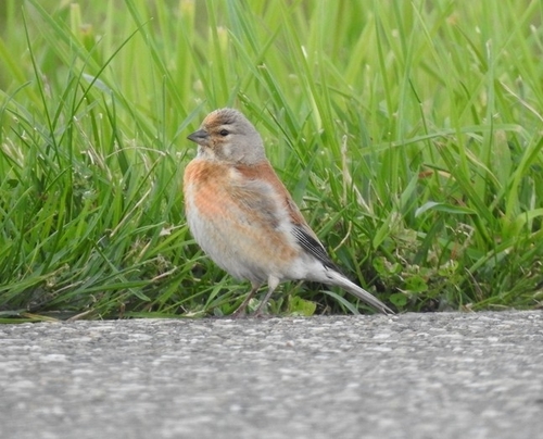 Eurasian Linnet, Werkendam, Netherlands, photo 8 of 10