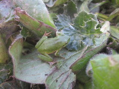 Hyla sarda