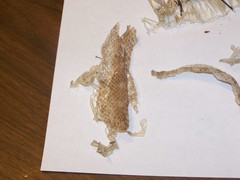 Pituophis catenifer catenifer