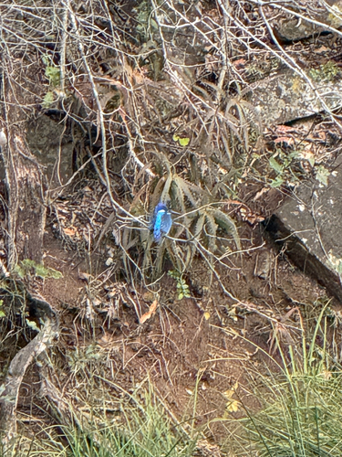 iNaturalist image