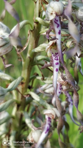 Lizard Orchid