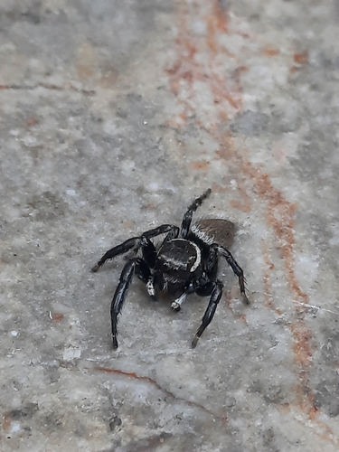 Mediterranean white-banded spider