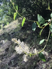 Ceanothus integerrimus