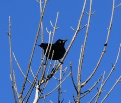 Euphagus