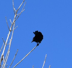 Euphagus