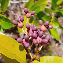 Ouratea litoralis, photograph (c) Kurt Miller, some rights reserved (CC BY-SA)