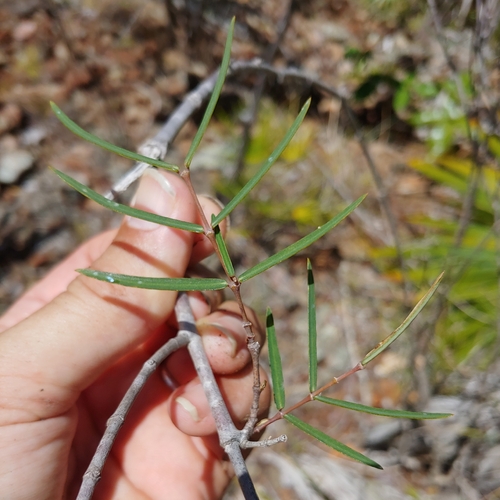 Euphorbia articulata, 2026-06-14