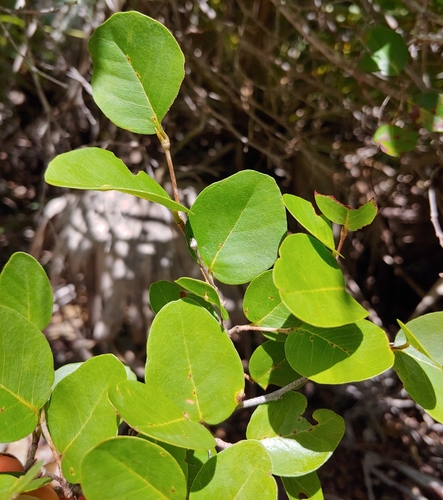 Coccoloba microstachya, photograph 1