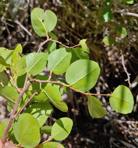 Coccoloba microstachya, photograph 2