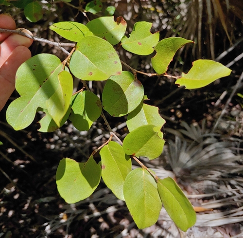 Coccoloba microstachya, photograph 4