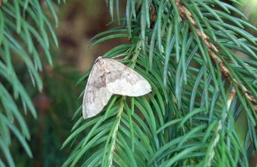 Pungeleria capreolaria