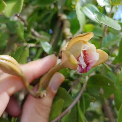 Vanilla barbellata