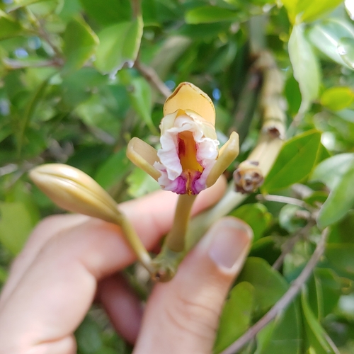 Vanilla barbellata, photograph 2