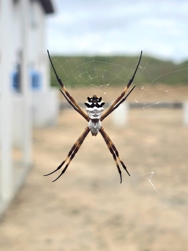 Silver Garden Orbweaver