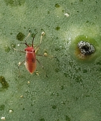 Hesperolabops gelastops
