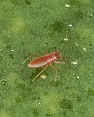 Hesperolabops gelastops