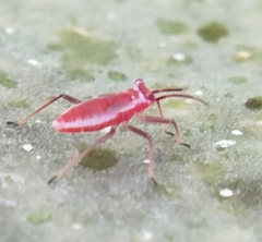 Hesperolabops gelastops