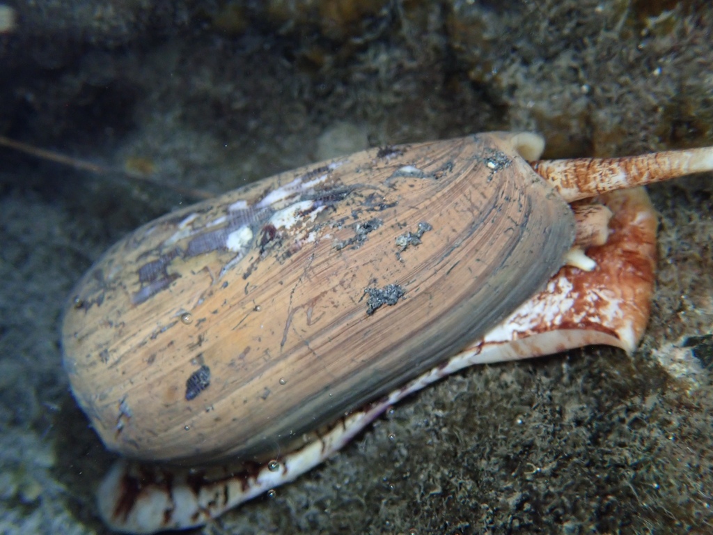 Striated cone