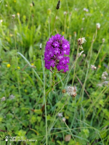 pyramidal orchid
