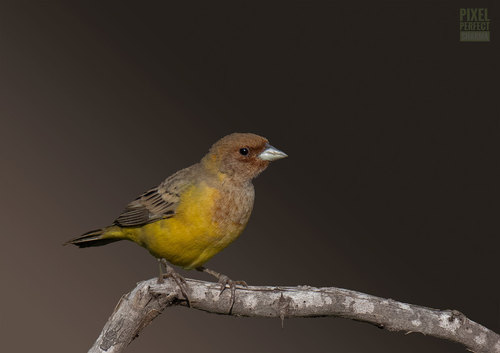 Red-headed Bunting, photo 6 of 10