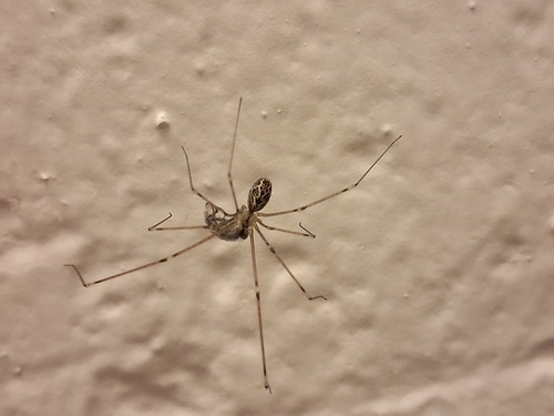 Marbled Cellar Spider