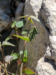 Ayenia compacta