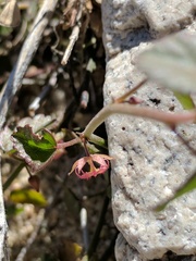 Ayenia compacta