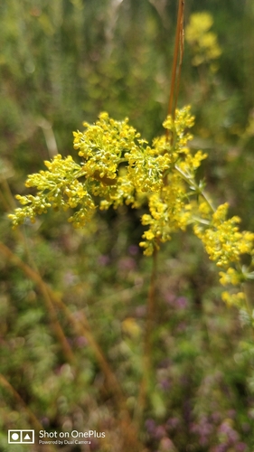 Lady's Bedstraw