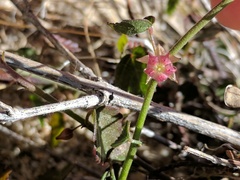 Ayenia compacta