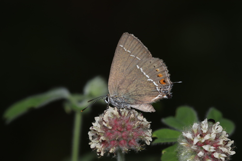 Blue-spot Hairstreak