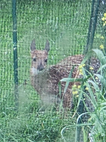 White-tailed Deer
