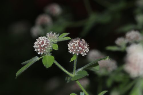 Erect Canary Clover